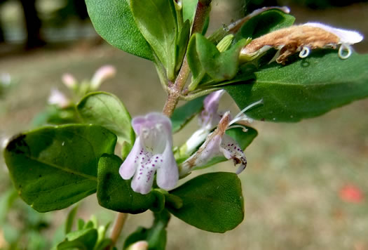 image of Clinopodium georgianum, Georgia Savory, Georgia Basil, Georgia Calamint, False Peppermint
