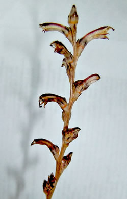image of Epifagus virginiana, Beechdrops