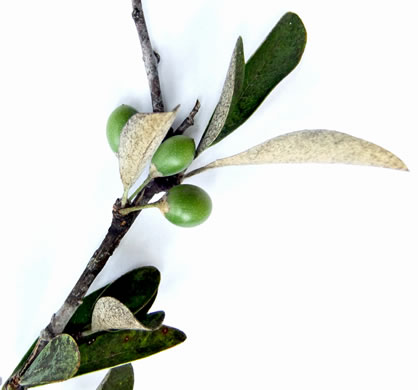 image of Sideroxylon tenax, Tough Bumelia, Tough Buckthorn, Tough Bully