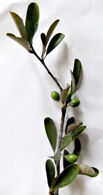 image of Sideroxylon tenax, Tough Bumelia, Tough Buckthorn, Tough Bully