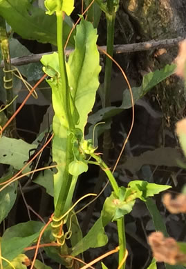image of Physostegia leptophylla, Tidal Marsh Obedient-plant, Swamp Obedient-plant, Narrowleaf Obedient-plant, Slenderleaf False Dragonhead