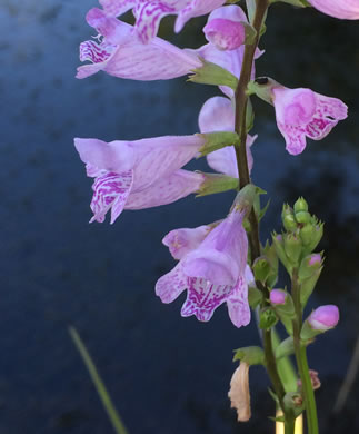 image of Physostegia leptophylla, Tidal Marsh Obedient-plant, Swamp Obedient-plant, Narrowleaf Obedient-plant, Slenderleaf False Dragonhead