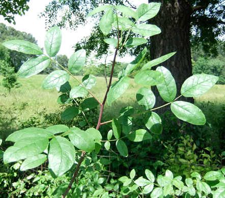 image of Zanthoxylum americanum, Prickly-ash, Toothache Tree, Northern Prickly-ash