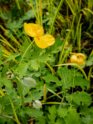 image of Stylophorum diphyllum, Celandine-poppy, Woods-poppy