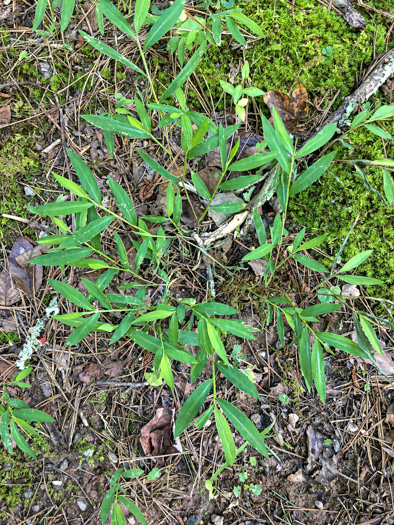 image of Microstegium vimineum, Japanese Stiltgrass, Japanese Grass, Nepalese Browntop, Nepal Grass