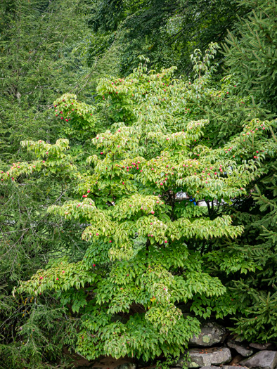 image of Benthamidia japonica, Kousa Dogwood
