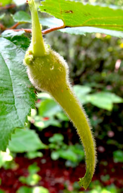 image of Corylus cornuta var. cornuta, Beaked Hazelnut