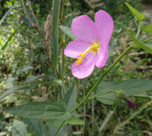 Kosteletzkya pentacarpos, Southern Seashore Mallow, Seashore Marshmallow, Virginia Saltmarsh Mallow, Fen-rose