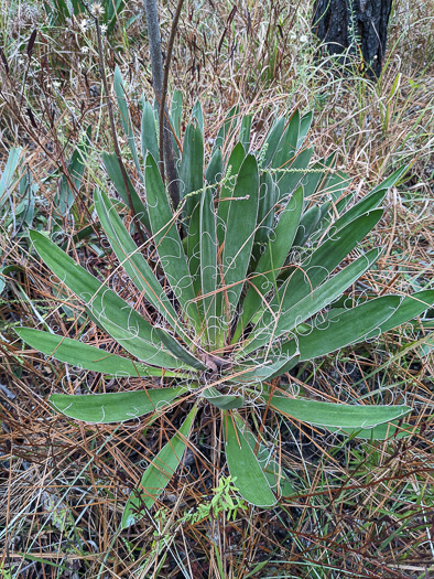 image of Yucca filamentosa, Beargrass, Spoonleaf Yucca, Curlyleaf Yucca