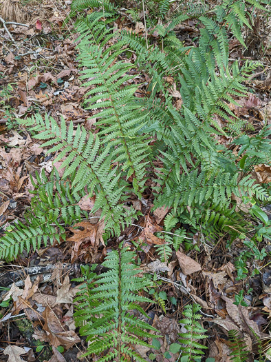 image of Dryopteris ludoviciana, Southern Woodfern, Southern Shield-fern