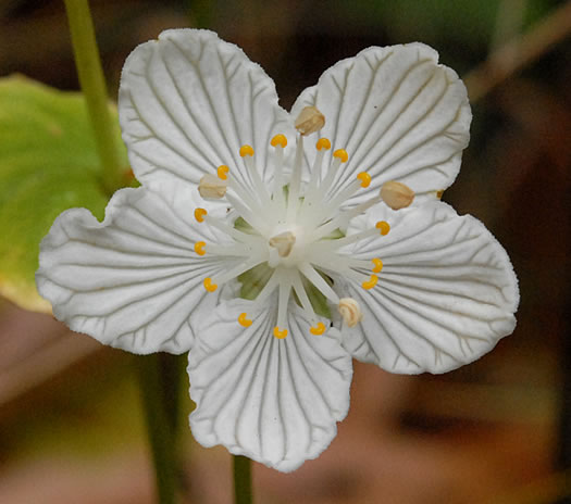 image of Parnassia asarifolia, Kidneyleaf Grass-of-Parnassus, Appalachian Grass-of-Parnassus, Brook Parnassia, Appalachian Parnassia