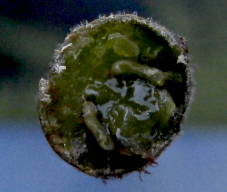 image of Macrothelypteris torresiana, Mariana Maiden Fern, Swordfern, False Maiden Fern