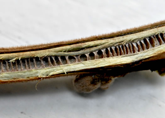 image of Juglans nigra, Black Walnut