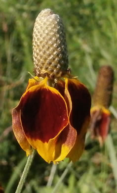 image of Ratibida columnifera, Mexican Hat, Columnar Prairie Coneflower, Upright Coneflower, Long-headed Coneflower