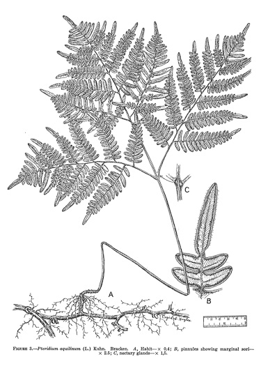 image of Pteridium latiusculum, Eastern Bracken, Brake