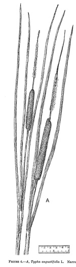 image of Typha angustifolia, Narrowleaf Cattail