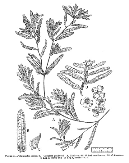 image of Potamogeton crispus, Curly Pondweed, Curled Pondweed, Curly-leaf Pondweed