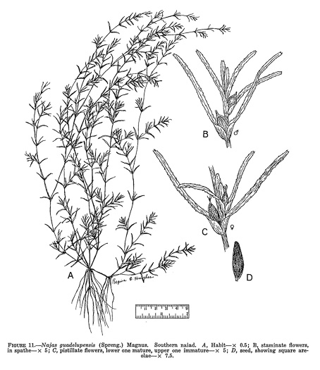 drawing of Najas guadalupensis var. guadalupensis, Southern Naiad, Southern Waternymph, Common Naiad