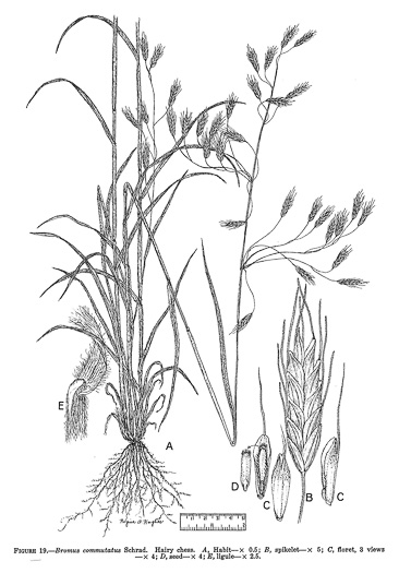 drawing of Bromus commutatus, Hairy Chess, Meadow Brome