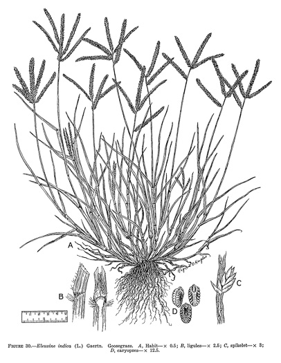 image of Eleusine indica, Goosegrass, Yard Grass, Indian Goose-grass