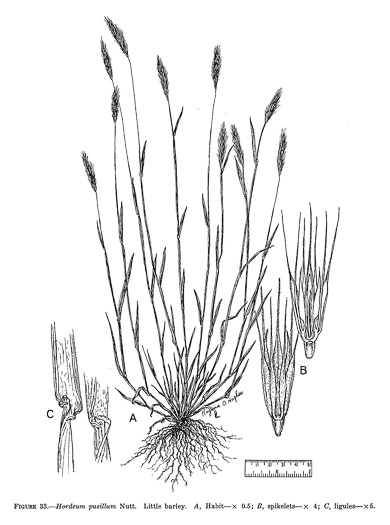 image of Hordeum pusillum, Little Barley