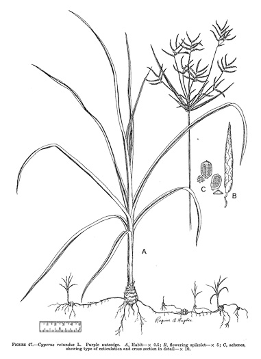 image of Cyperus rotundus, Purple Nutsedge, Nutgrass, Cocograss
