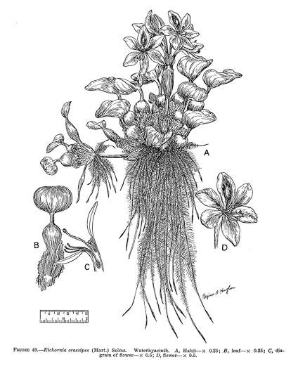 drawing of Oshuna crassipes, Water-hyacinth