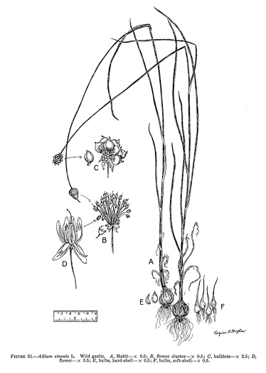 image of Allium vineale, Field Garlic, Wild Onion, Onion-grass, Crow Garlic