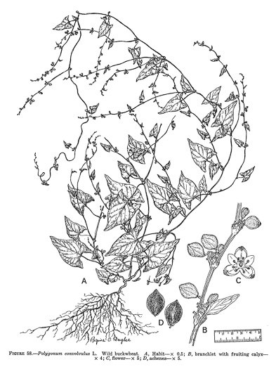image of Fallopia convolvulus, Climbing Buckwheat, Nimblewill, Black Bindweed