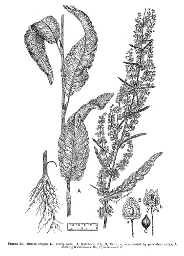 drawing of Rumex crispus ssp. crispus, Curly Dock, Yellow Dock