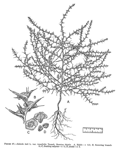 drawing of Salsola tragus, Russian Thistle, Tumbleweed