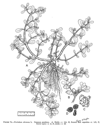 drawing of Portulaca oleracea, Common Purslane, Garden Purslane, Pussley, Pursley