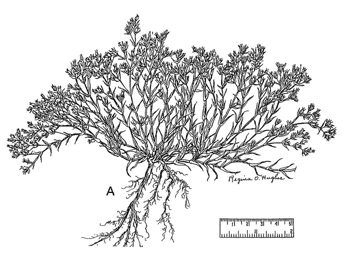 image of Scleranthus annuus ssp. annuus, Knawel, Annual Knawel, Knotgrass