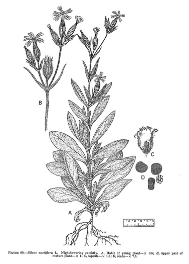 image of Silene noctiflora, Night-flowering Catchfly, Sticky Campion, Sticky Cockle