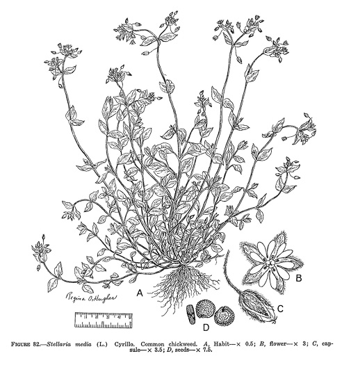 image of Stellaria media, Common Chickweed