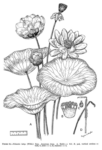 drawing of Nelumbo lutea, Yonkapin, American Lotus-lily, Yellow Nelumbo, Pond-nuts