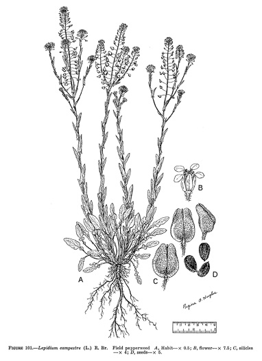 image of Lepidium campestre, Cow Cress, Field Pepperwort, Field Cress, Field Pepperweed
