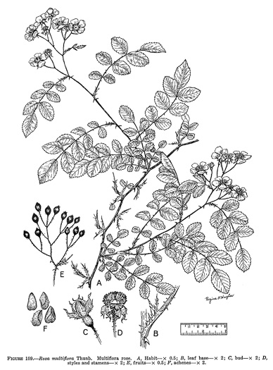 drawing of Rosa multiflora, Multiflora Rose
