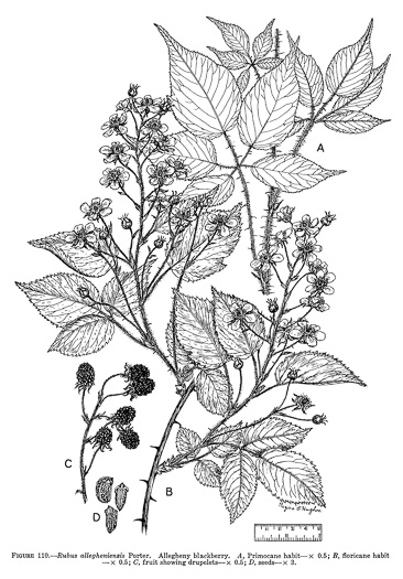 drawing of Rubus allegheniensis var. allegheniensis, Allegheny Blackberry