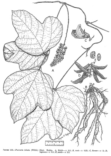 image of Pueraria montana var. lobata, Kudzu, Foot-a-Day