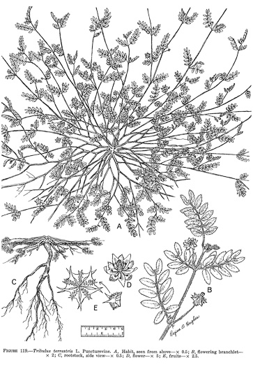 image of Tribulus terrestris, Puncture-weed, Caltrop, Devil's-thorn, Puncture Vine