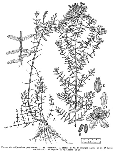 image of Hypericum perforatum, European St. Johnswort, Common St. Johnswort, Klamath-weed