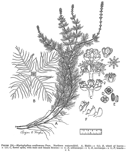 drawing of Myriophyllum sibiricum, Common Water-milfoil