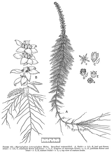 drawing of Myriophyllum heterophyllum, Southern Water-milfoil, Variable-leaf Water-milfoil
