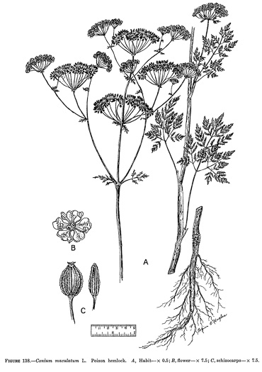 image of Conium maculatum, Poison-hemlock