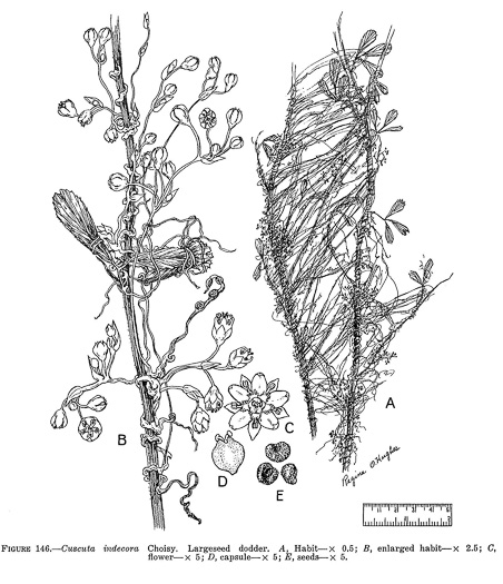 drawing of Cuscuta indecora, Bigseed Alfalfa Dodder, Pretty Dodder
