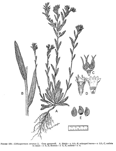 image of Buglossoides arvensis ssp. arvensis, Corn-gromwell