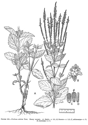 image of Verbena stricta, Hoary Vervain