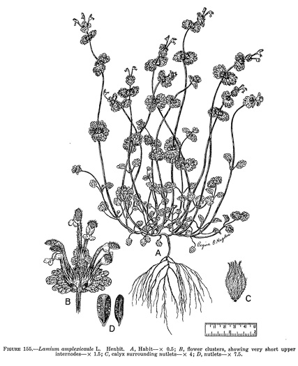 drawing of Lamium amplexicaule var. amplexicaule, Henbit, Henbit Deadnettle