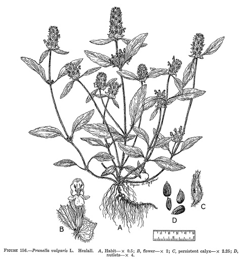 drawing of Prunella vulgaris var. lanceolata, American Heal-all, American Self-heal, Lance Selfheal